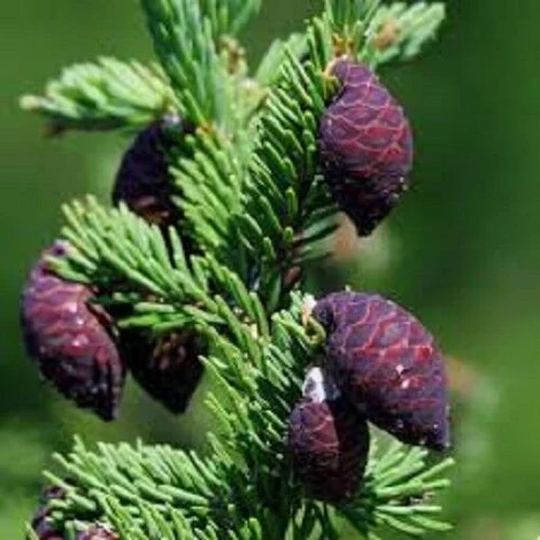 20 X Black Spruce | Picea Mariana Seeds