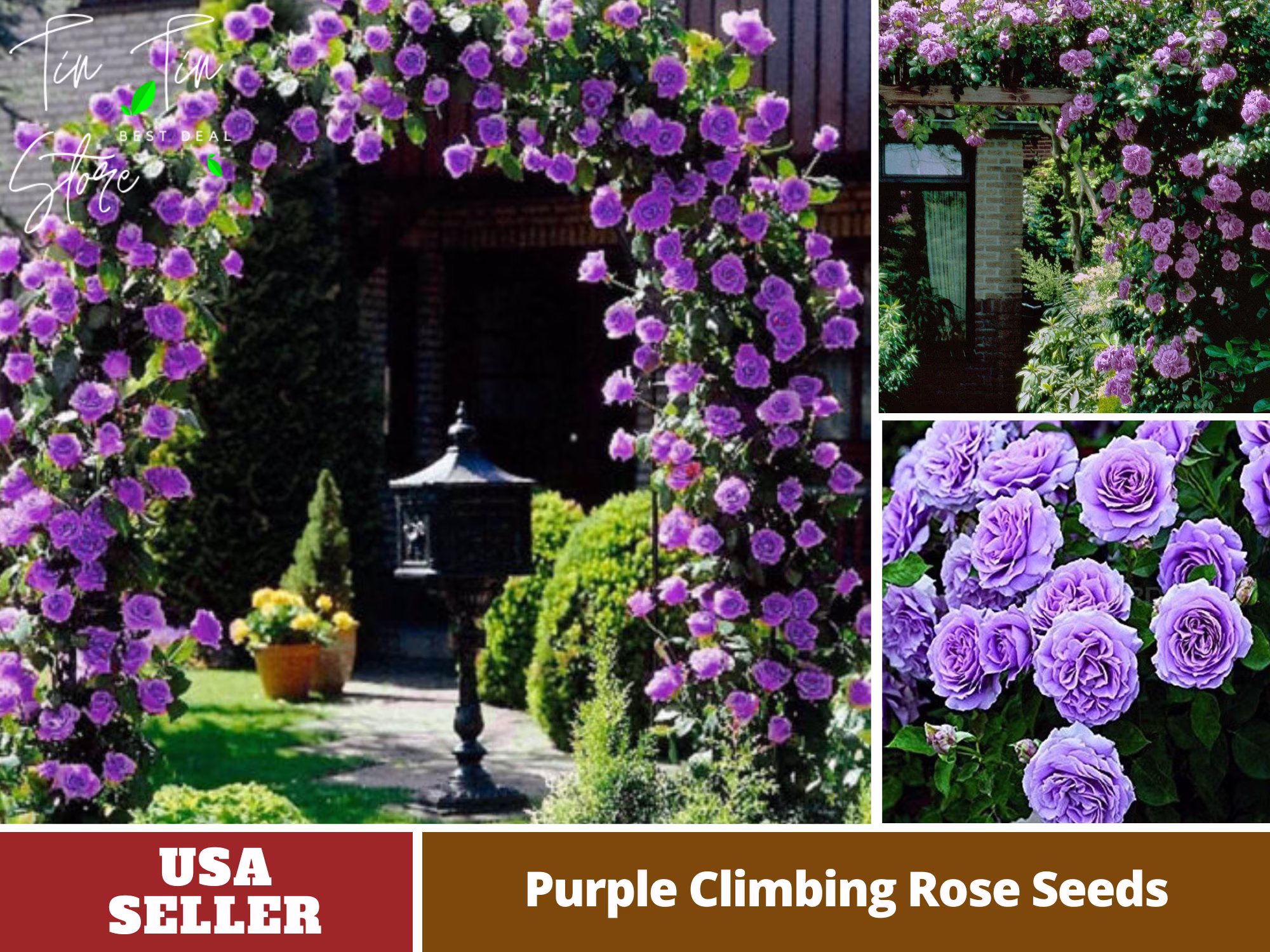 30 Rare Seeds-Purple Climbing Rose Seed-Perennial -Authentic Seeds-Flowers -Organic. Non Gmo -Vegetable Seeds-Mix Seeds For Plant-B3G1#1075