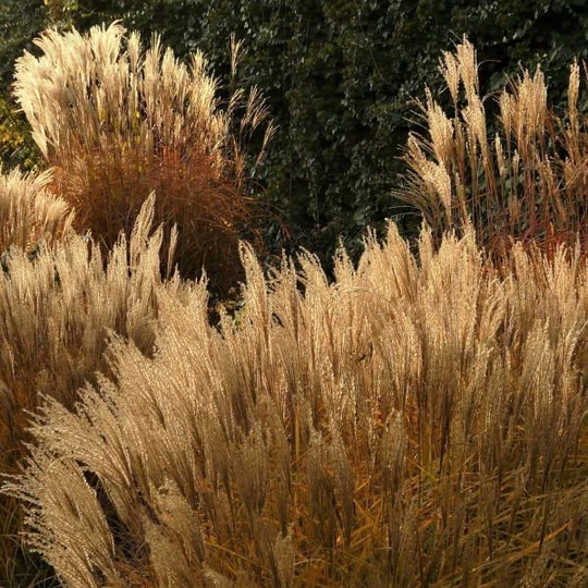 Ornamental Pnw Maiden Grass | 40 Seeds, Low Maintenance Grass Free Shipping
