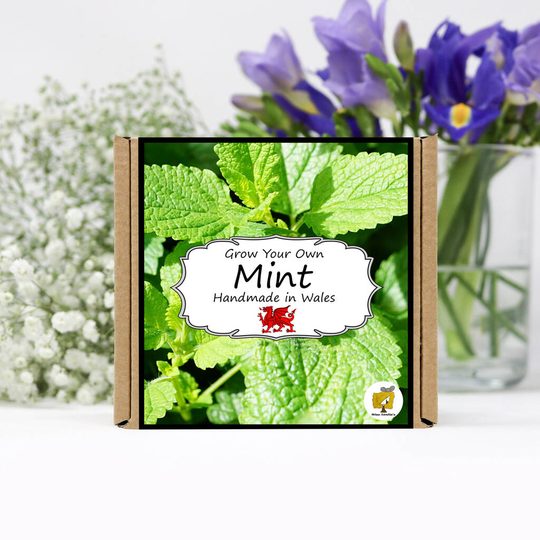 Grow Your Own Herbs Kit / Mint