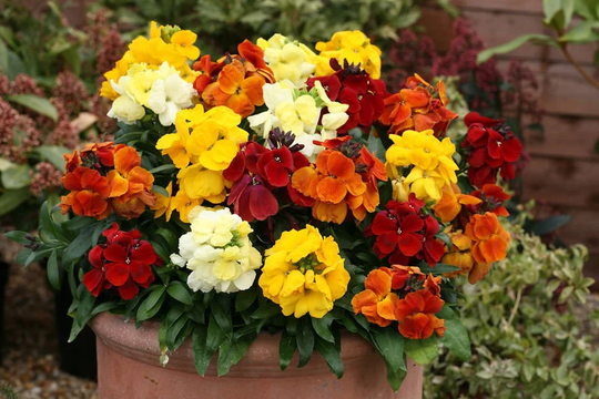 Wallflower Bedding Mixed Approx. 1, 000 Seeds Biennials, Plant