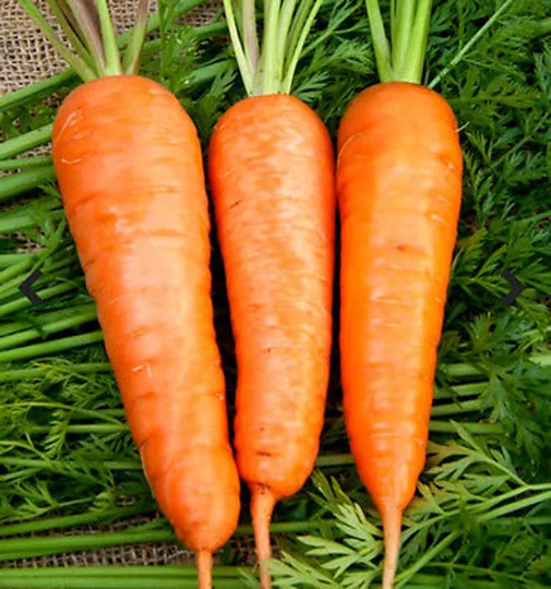 2000 Seeds - Carrot Charisma F1 Daucus Carrota Chantenay Type Hybrid