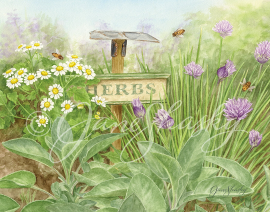Herb Garden - Original Fine Art Print By Jane Shasky