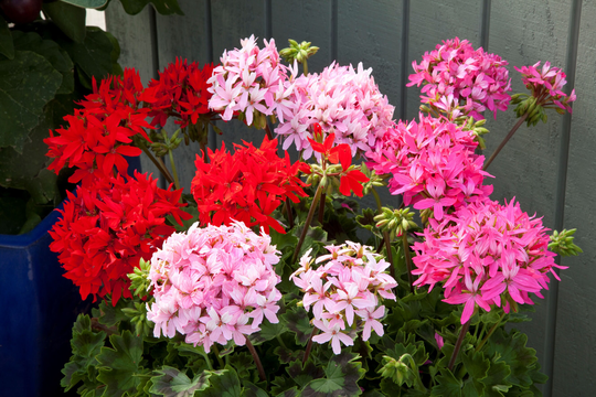 Geranium F1 Quantum Mixed X6 Seeds, Stellar Type. 20-25cm