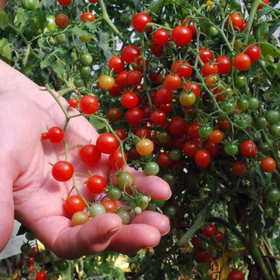 Vegetable - Tomato Currant Sweet Pea New 20 Premium Quality Seeds
