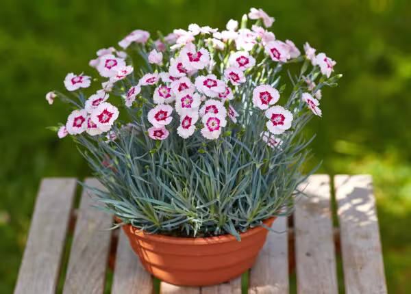 Dianthus Blushing Star - Alpine Pinks Annual Flower Seeds Seeds Heirloom