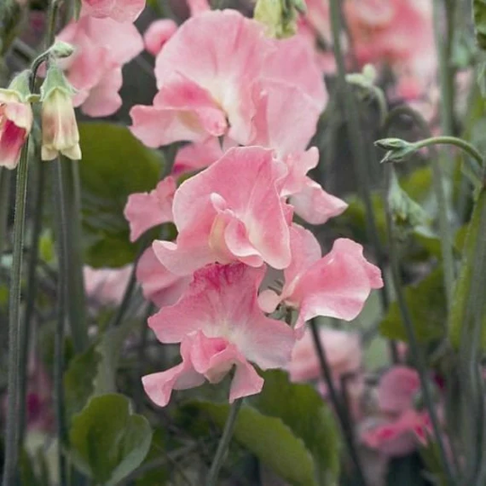 Sweet Pea Mrs R Bolton X15 Seeds, Deep Almond Pink, Fragrant Sweet Pea