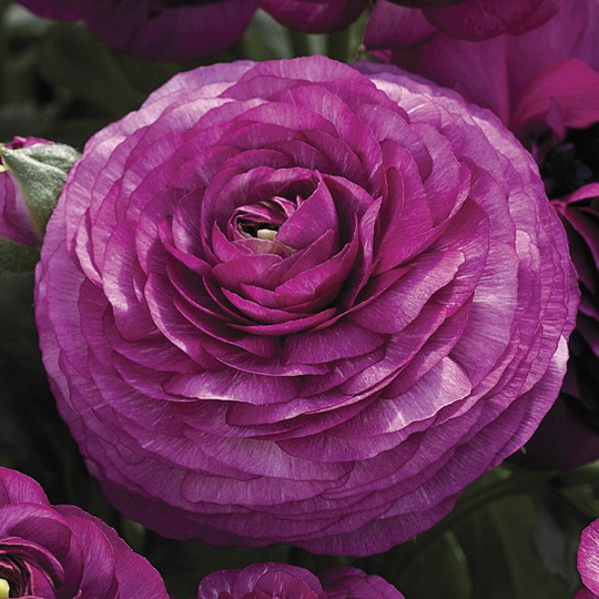 Ranunculus Seeds Mache Purple 50 Thru 250 Pelleted