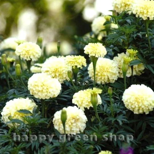 Marigold French Vanilla F1 - 6 Seeds Tagetes Erecta Nana Flower