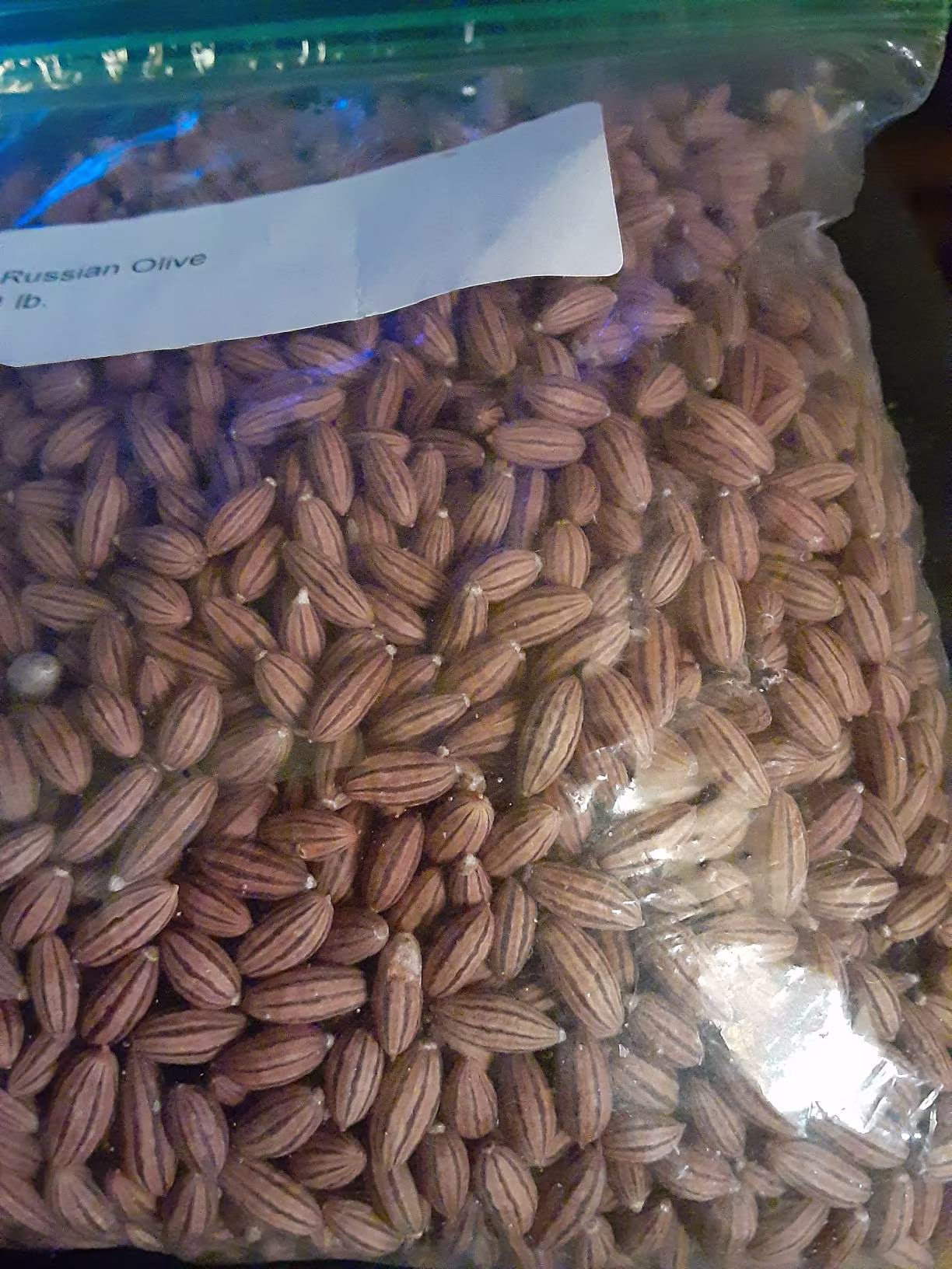 Russian Olive Tree Seeds