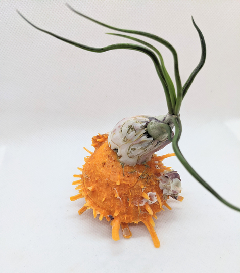 Air Plant Display One Of Kind Mounted On A Spiny Oyster Shell Including Air Bulbosa