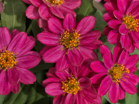 Zinnia Seeds Profusion Cherry 100 Thru 500 Bulk Flower