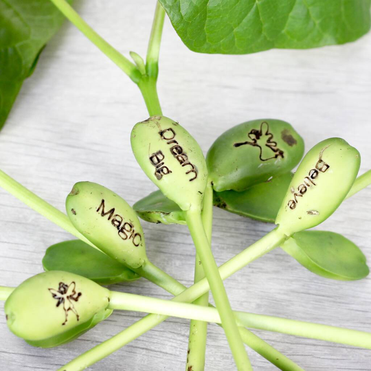 Magic Fairy Bean Grow Set