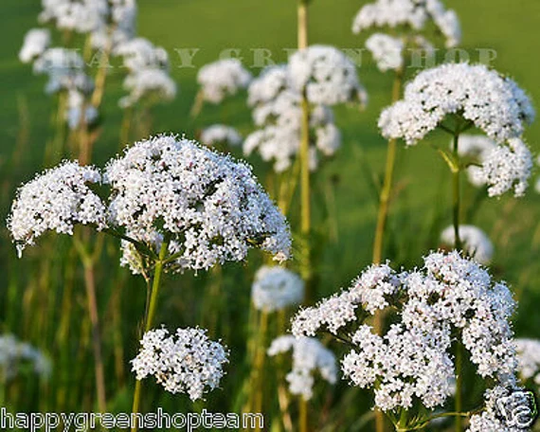 Anise - 600 Seeds Aniseed Pimpinella Anisum Herb