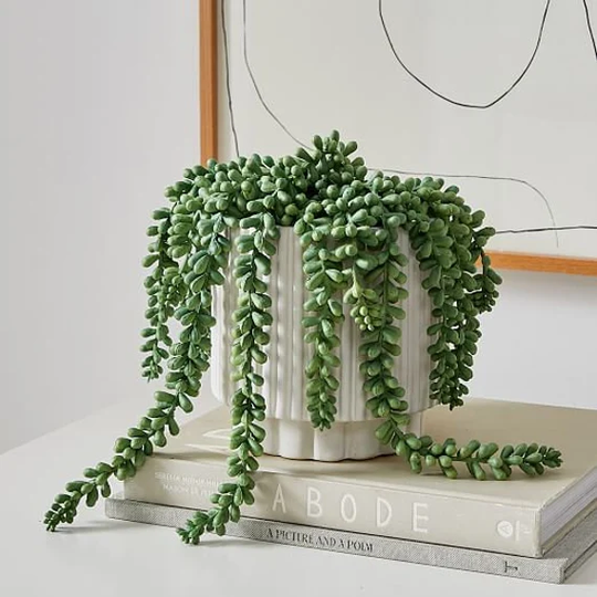 Sedum Donkey's Tail, Burro's Tail For Hanging Basket, Cascading Plant, Easy To Root & Grow Perennial Succulent
