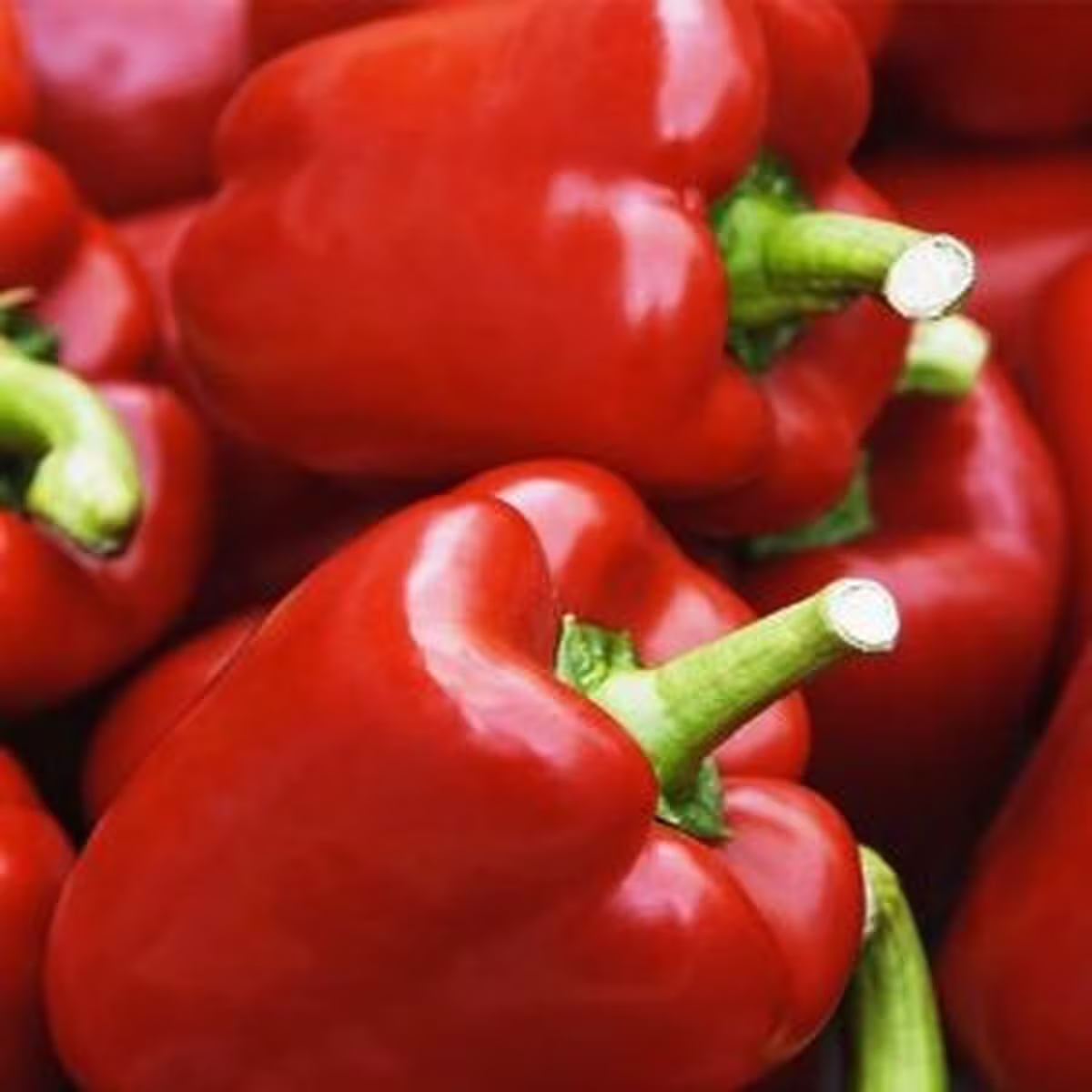 King Of The North Pepper Seeds, Organic Red Bell, Tasty Sweet Pepper, Large Peppers, Heavy Yielding Plant, Best Grown Cooler Summers