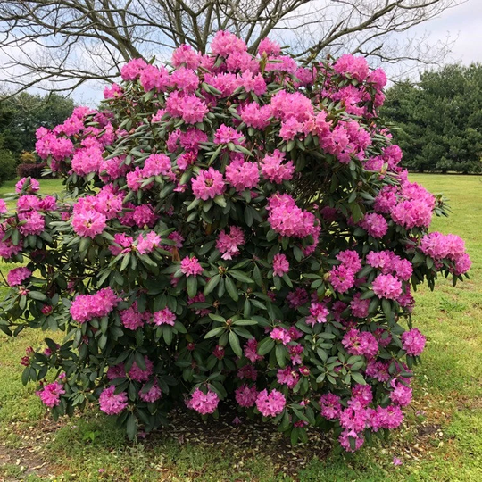 20 Rhododendron Catawbiense Grandiflorum Seeds , Catawba Iron Clad