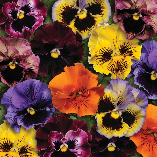 Pansy Masterpiece Rococo Mix Approx. 100 Seeds Fairy Flower Seed