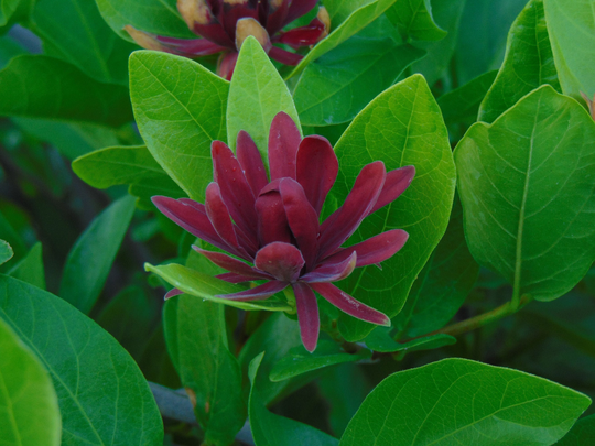 Western Spicebush Seeds | Calycanthus Occidentalis