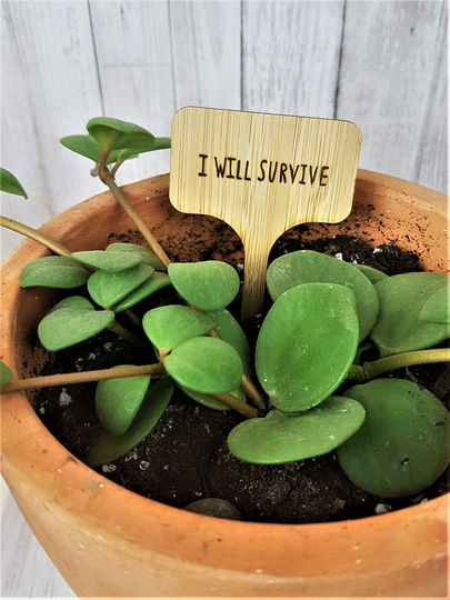 Custom Plant Marker, House Sign, Funny Plant Sign For Indoor Plants, Pot Garden Terrarium Decor, Gift Gardener