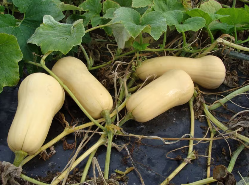 Squash Butternut Winner Squash Seed 25