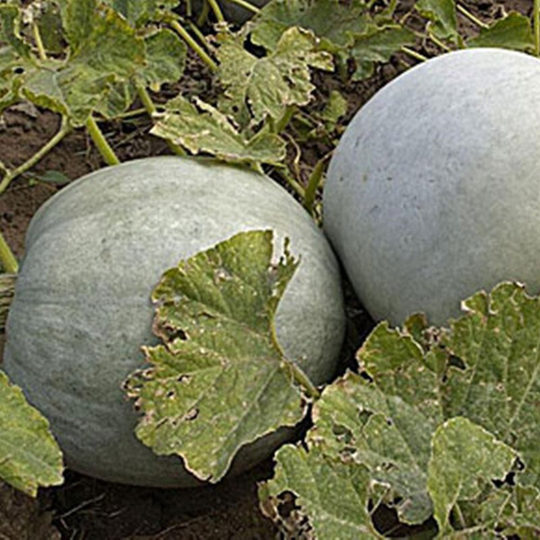 Pumpkin Volzhskaya Gray Seeds Heirloom Non Gmo For Planting | 201828