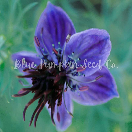 Midnight Nigella | Annual Flower Love in A Mist, Nigella Hispanica, Dark Purple Nigella, Annual Flower Seed