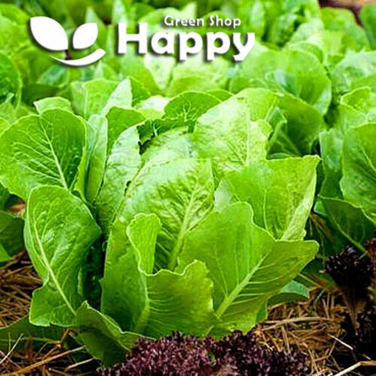 Vegetable - Romaine Lettuce 1000 Seeds White Dunsel Cos Lettuce