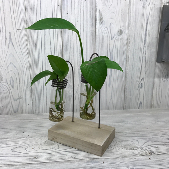 Hydroponic Home Décor - Two Lab Pots Planter Vase Home Decor For & Office Size 12x7.8x18.5 | cm