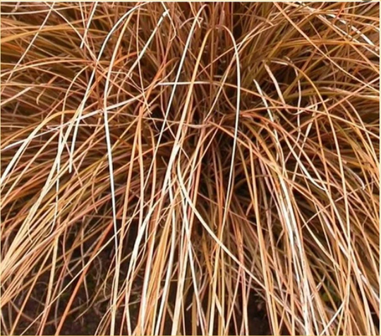 Carex Morrowii