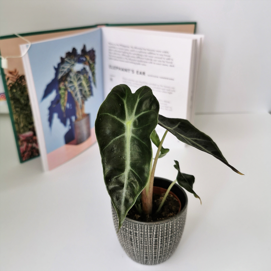 Alocasia Curly Bambino - Elephants Ear Mini Plant 6cm Pot/Approx 15cm Tall Optional Ceramic Planter