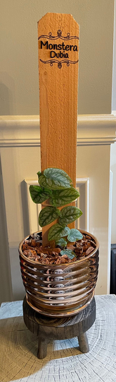 Personalized Cedar Plank For Shingling Plants Like Rhaphidophora Crypantha Monstera Dubia Marcgravia Rectiflora Trellis Laser Engraved