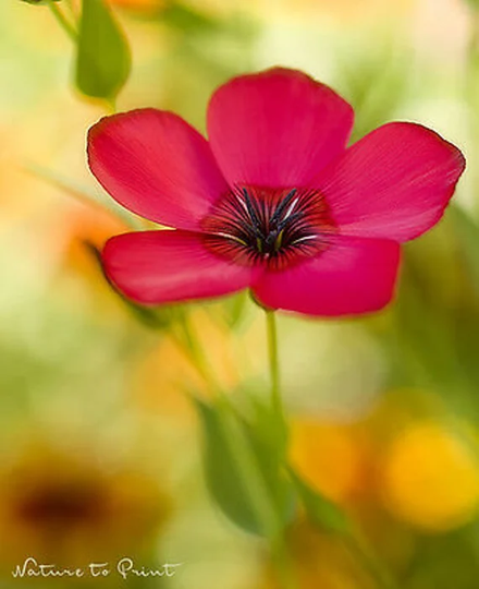 Scarlet Flax - 500 Seeds Linum Grandiflorum Annual Flower