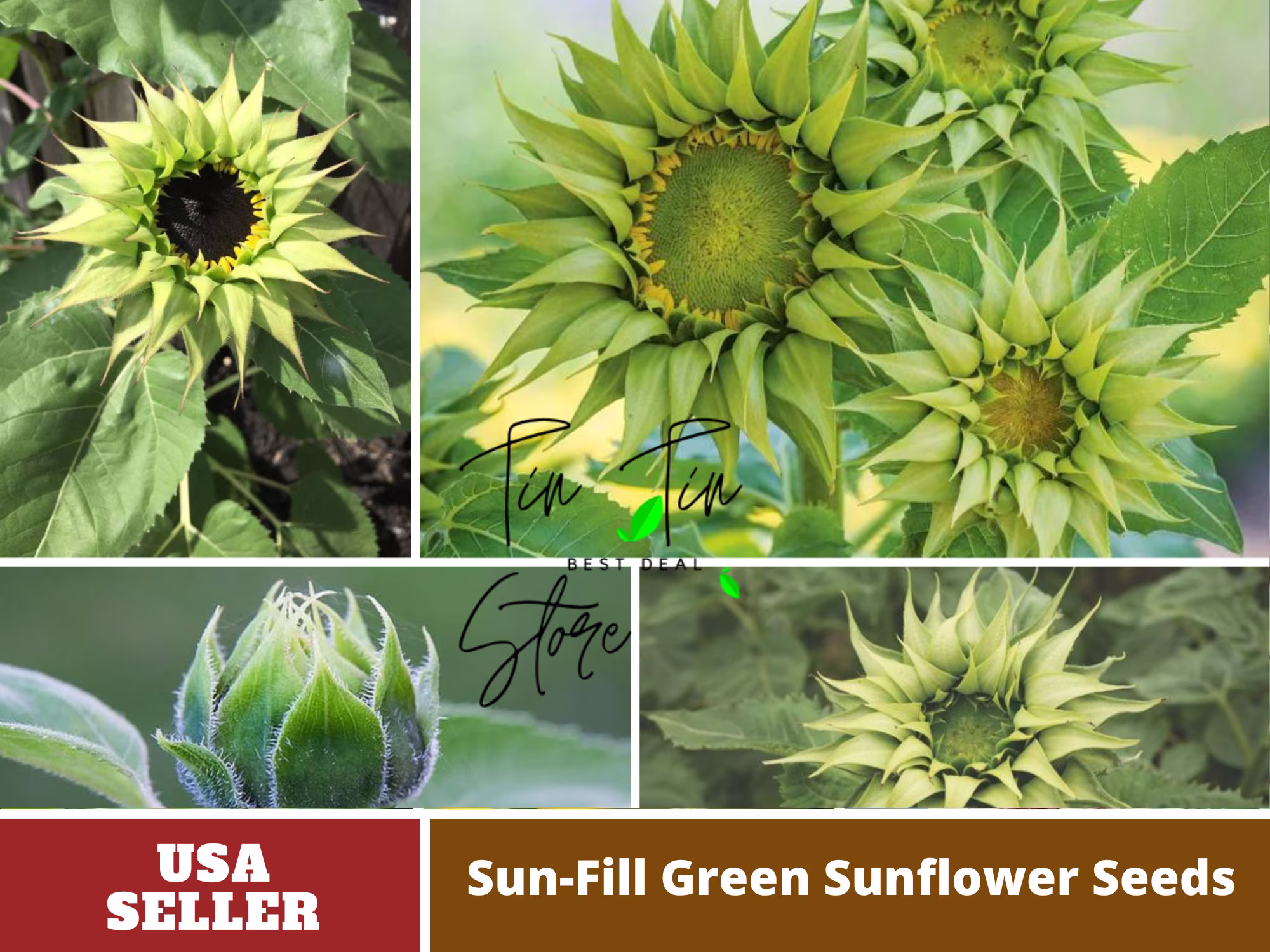 25+ Seeds-Sun-Fill Green Sunflower Seeds-Perennial -Authentic Seeds-Flowers -Organic. Non Gmo -Vegetable Seeds-Mix Seeds For Plant-B3G1#e006