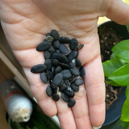Luffa Seeds | 25