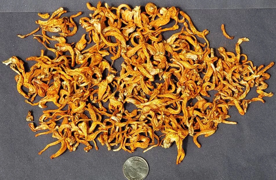 Usa Grown Cordyceps 1Oz. Organic