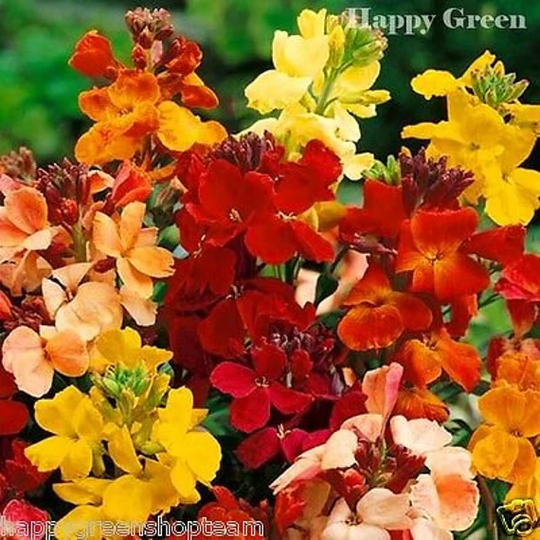 Wallflower - My Fair Lady 300 Seeds Cheiranthus Cheiri Biennial Flower