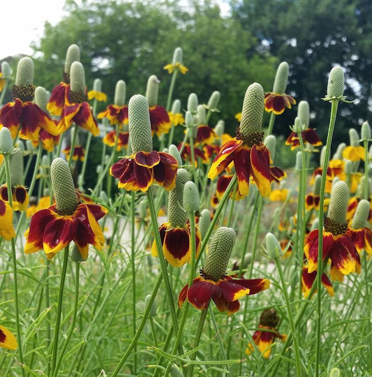 25 Mexican Hat Ratibida Seeds