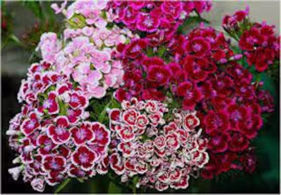 Rare Original Flower Seeds Carnation Turkish "Low-Growing Mix