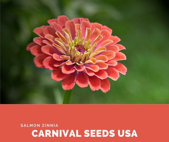 Salmon Zinnia - 30 Seeds Flower
