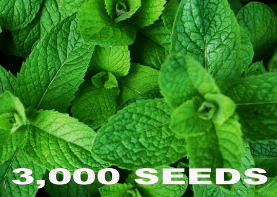 3000 Fresh Green Mint Bulk Herb Seeds - Mentha Viridis