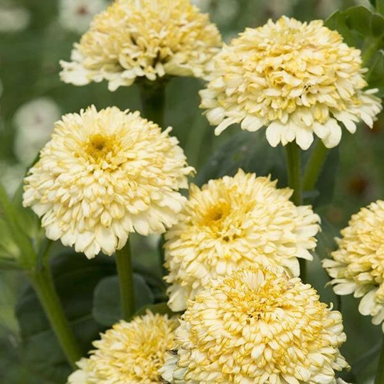 Seeds - Zinnias Zinderella Cream Crested Scabiosa Zinnia