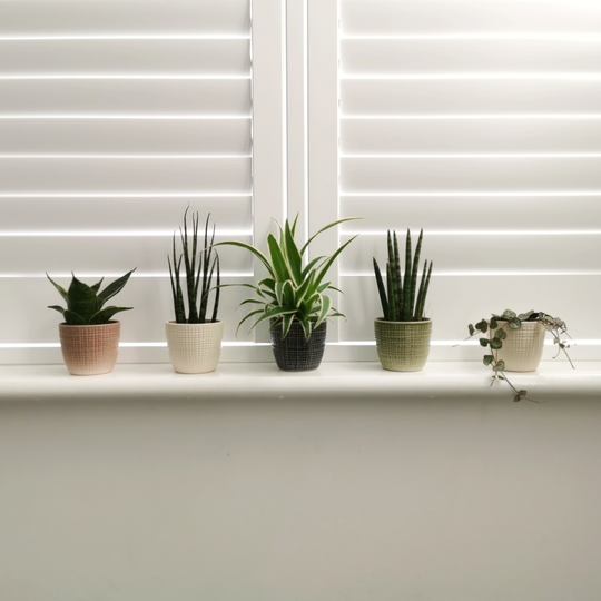 Quintet Of Mini House Plants And Ceramic Planters Gift
