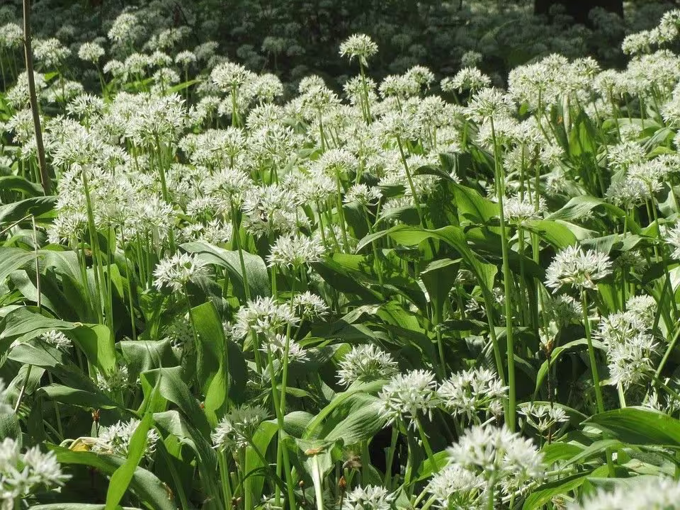 Wild Flower - Garlic, Allium Ursinum Approx. 50 Seeds
