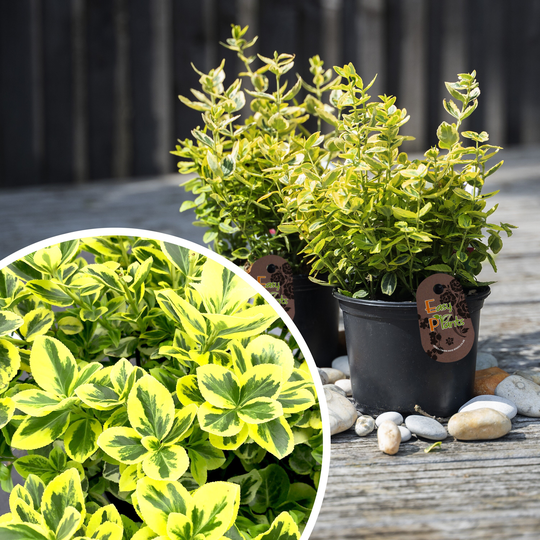 Hardy Emerald N Gold Euonymus Spindle Tree Evergreen Shrub Outdoor Garden Plant