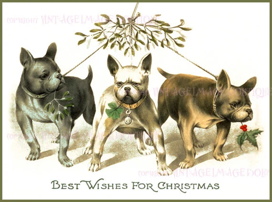 Antique 1920's Illustration Of Three French Bulldogs Christmas Season Winter Solstice Holiday 5x7 Greeting Card