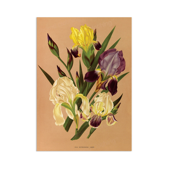 Antique Botanical Art Print Poster Vintage Wall Flowers Floral Iris Nature Leaf Plant Illustration Victorian Herbs Beautiful Elegant A3
