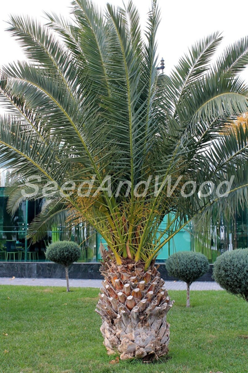Palm Tree Seeds, Canary Date Palm, Organic Seeds - #363