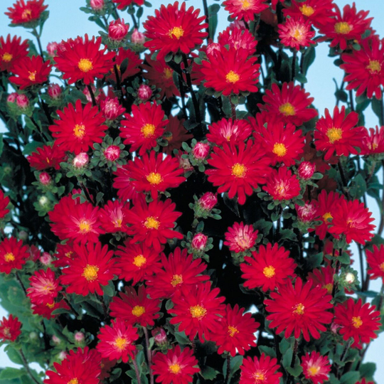 Aster Seeds 50 Serenade Scarlet Cut Flower