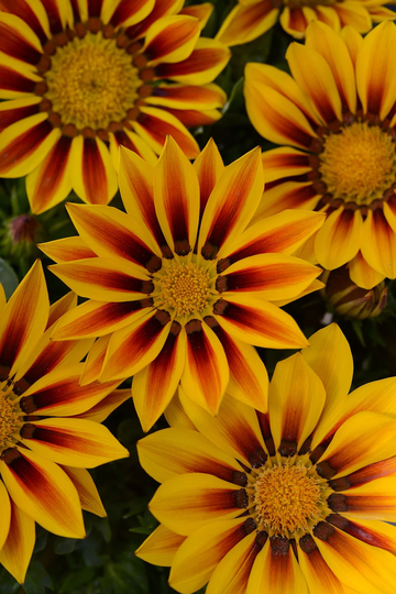 Gazania F1 New Day Red Stripe X10 Seeds, Bedding - Basket Or Tub Plant